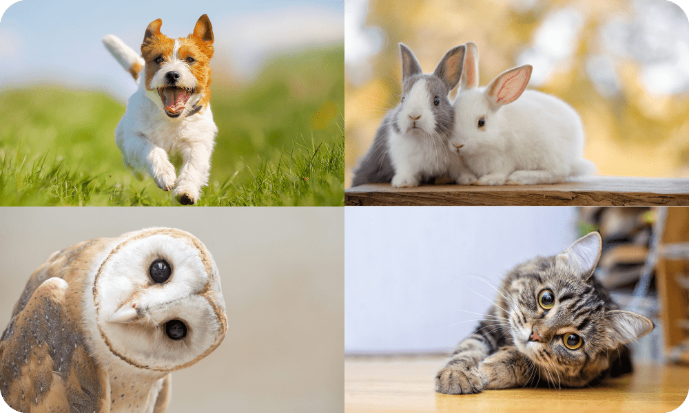 様々なペットちゃんに対応