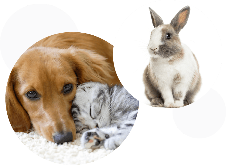 大切なご家族であるペットちゃん