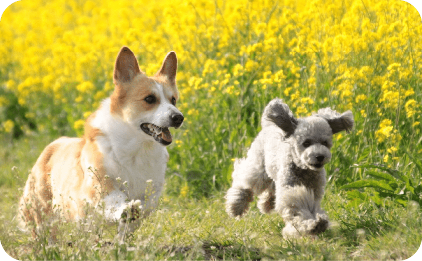 大切なご家族をすぐそばに感じられる贈り物
