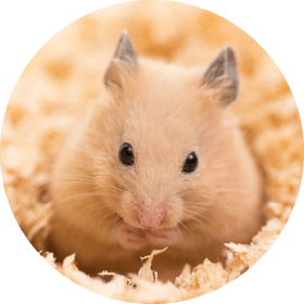 ハムスター