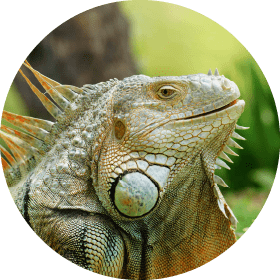 イグアナ