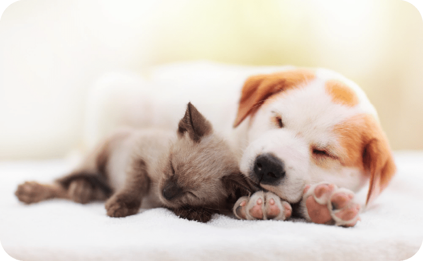 >葬儀は悲しみだけではなく、想い出と愛に包まれる特別なセレモニーです。