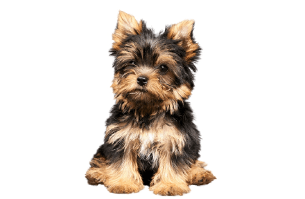 ヨークシャー・テリア