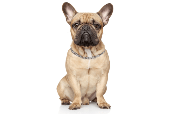 フレンチブルドッグ