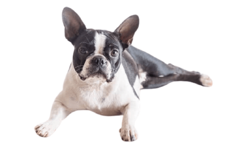 ボストン・テリア