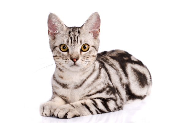 アメリカン・ショートヘア