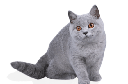 ブリティッシュショートヘア