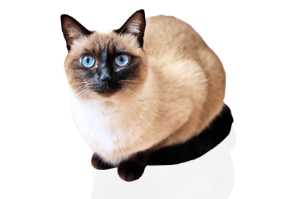 シャムミックス