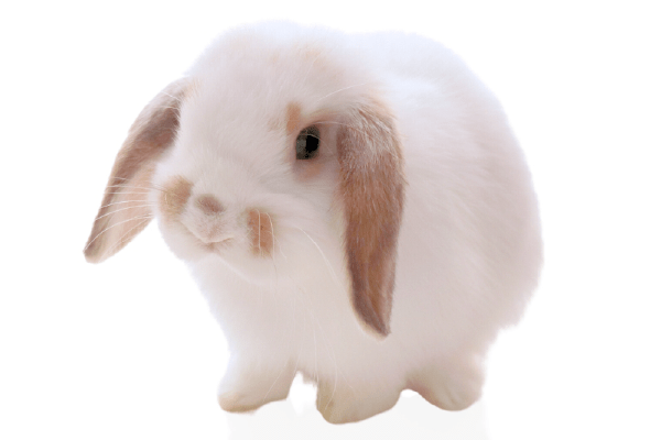 ホーランドロップ