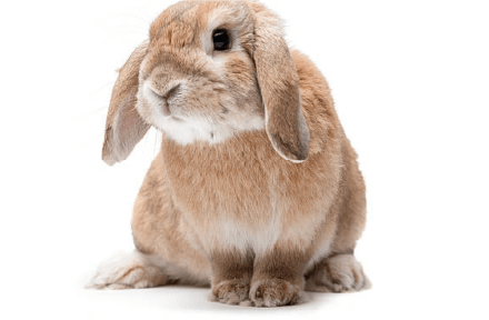 ドワーフロップ