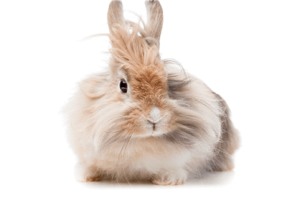 ライオンラビット