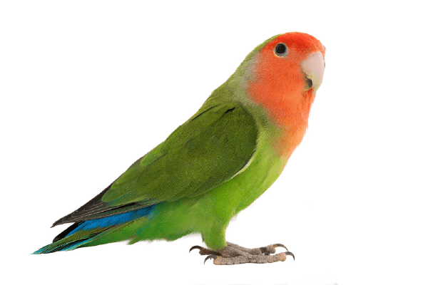 コザクラインコ