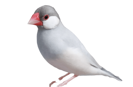 文鳥(ブンチョウ)