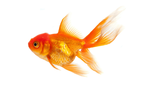 金魚