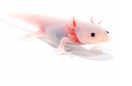 ウーパールーパー