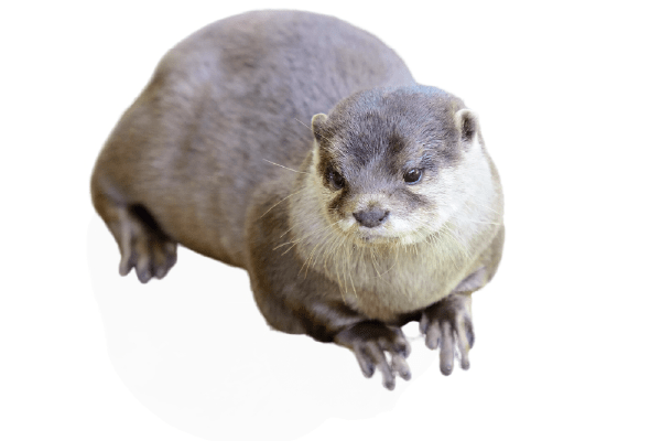 コツメカワウソ