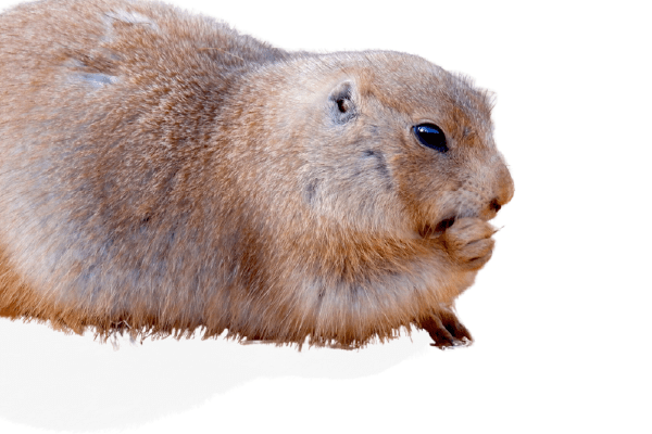 プレーリードッグ