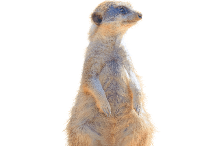 ミーアキャット